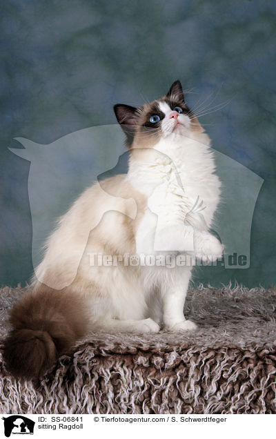 sitzende Ragdoll / sitting Ragdoll / SS-06841