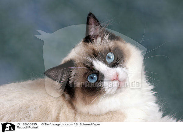 Ragdoll Portrait / Ragdoll Portrait / SS-06855