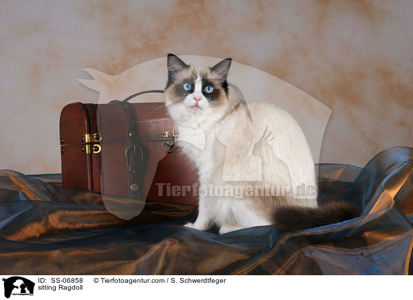 sitzende Ragdoll / sitting Ragdoll / SS-06858
