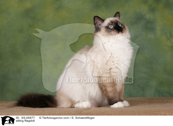 sitzende Ragdoll / sitting Ragdoll / SS-06877