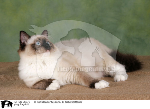 liegende Ragdoll / lying Ragdoll / SS-06878
