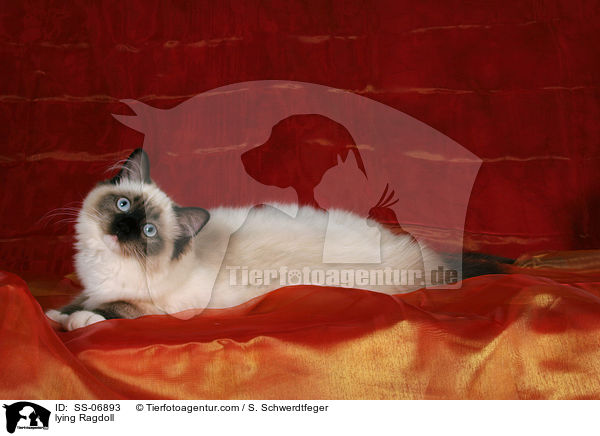 liegende Ragdoll / lying Ragdoll / SS-06893