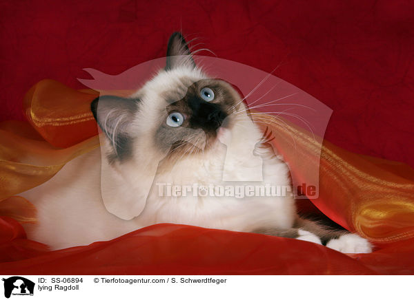 liegende Ragdoll / lying Ragdoll / SS-06894