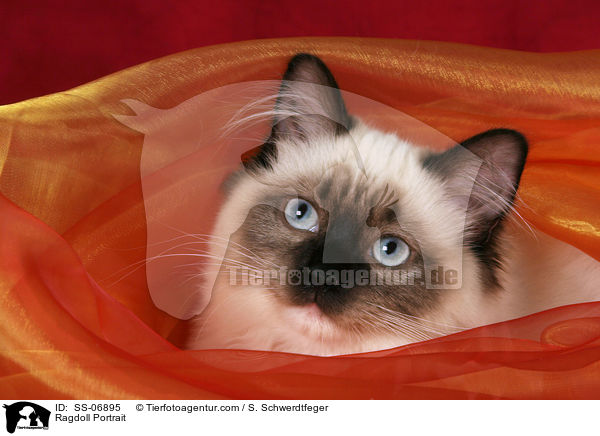 Ragdoll Portrait / Ragdoll Portrait / SS-06895