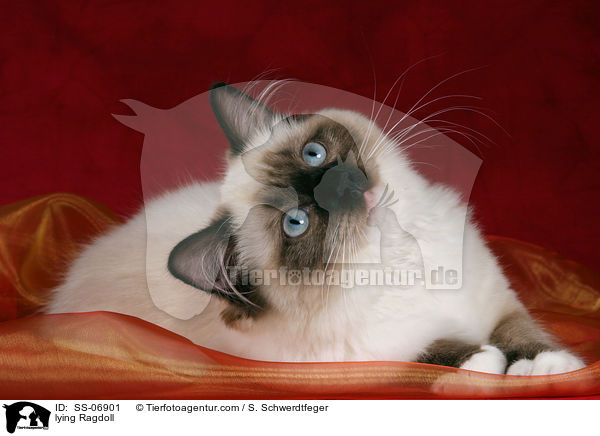 liegende Ragdoll / lying Ragdoll / SS-06901