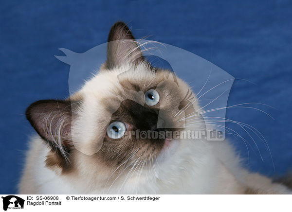 Ragdoll Portrait / Ragdoll Portrait / SS-06908