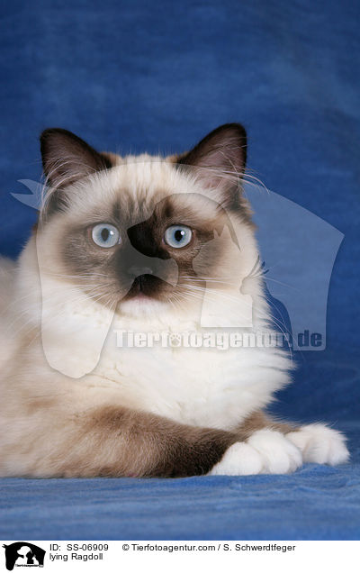 liegende Ragdoll / lying Ragdoll / SS-06909
