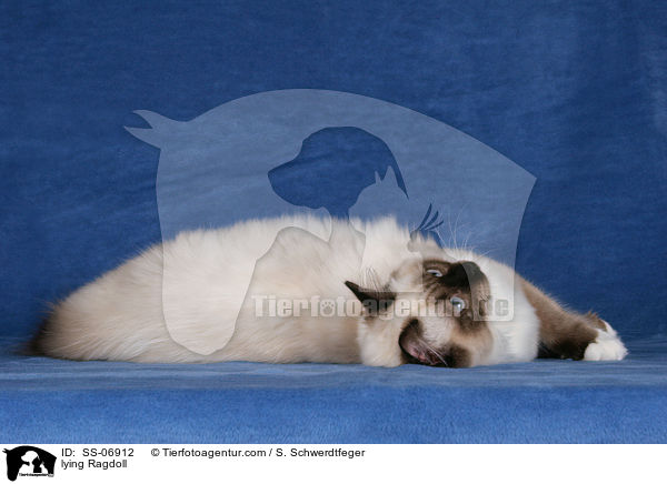 liegende Ragdoll / lying Ragdoll / SS-06912