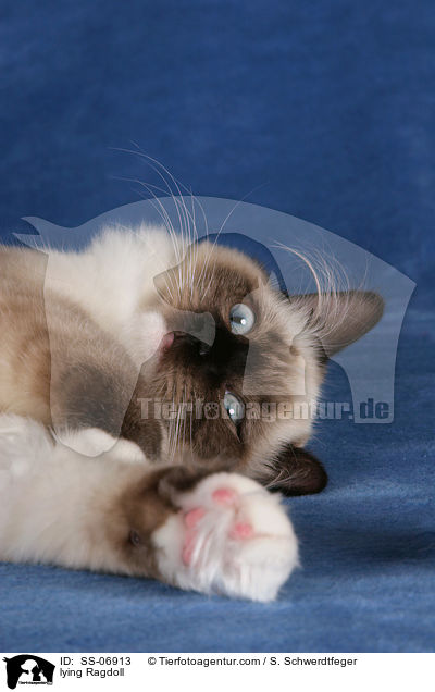 liegende Ragdoll / lying Ragdoll / SS-06913