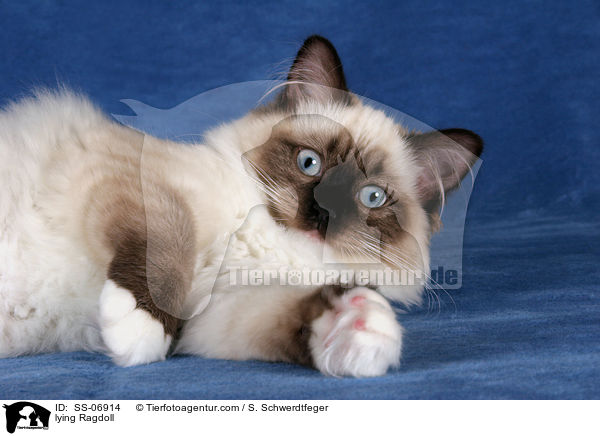 liegende Ragdoll / lying Ragdoll / SS-06914