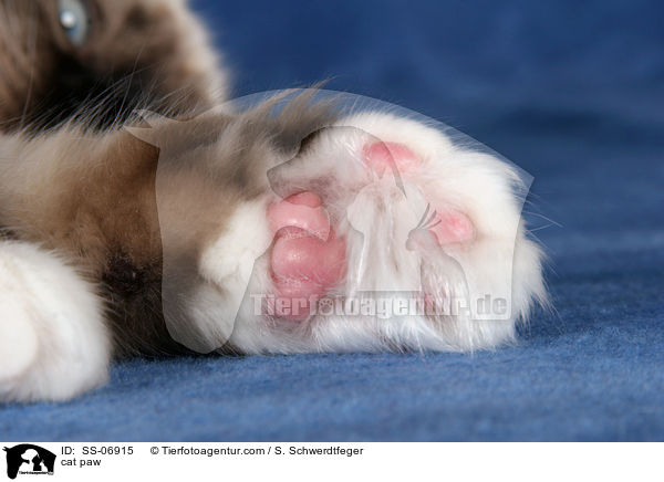 Katzenpfote / cat paw / SS-06915
