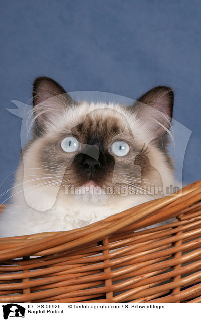 Ragdoll Portrait / Ragdoll Portrait / SS-06926