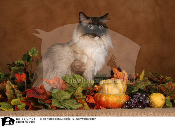 sitzende Ragdoll / sitting Ragdoll / SS-07404