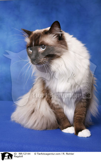 Ragdoll / Ragdoll / RR-12144