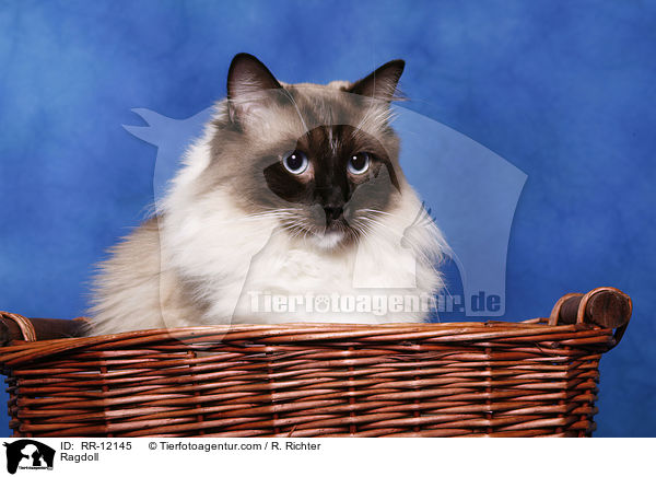 Ragdoll / Ragdoll / RR-12145