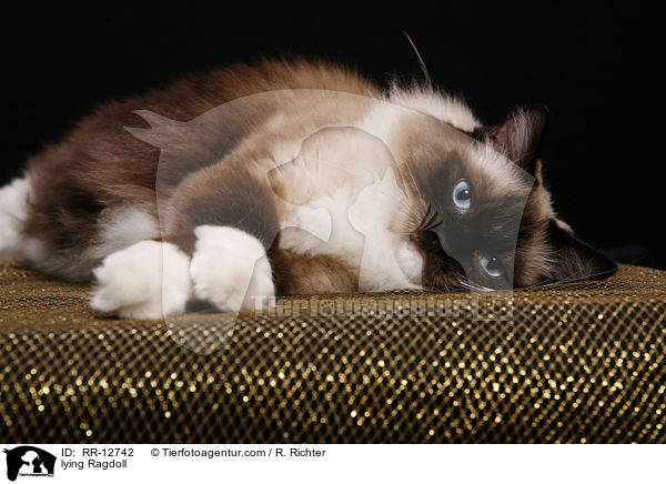 liegende Ragdoll / lying Ragdoll / RR-12742