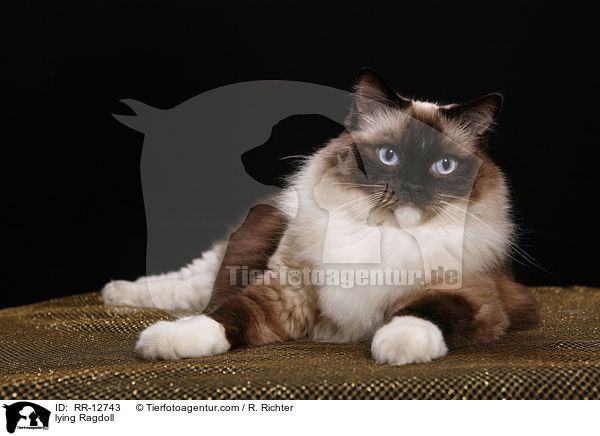 liegende Ragdoll / lying Ragdoll / RR-12743