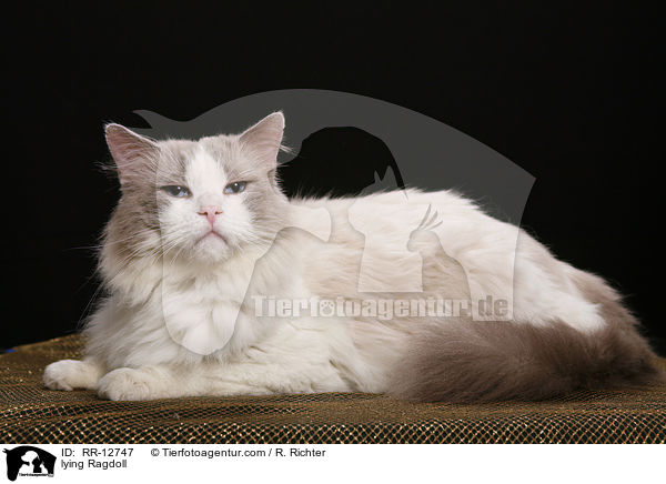 liegende Ragdoll / lying Ragdoll / RR-12747
