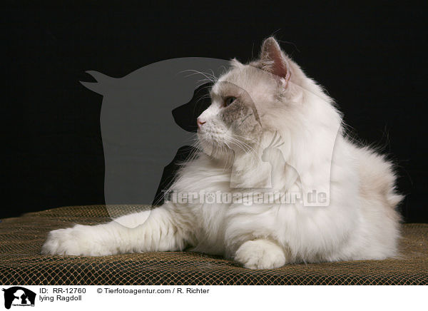 liegende Ragdoll / lying Ragdoll / RR-12760