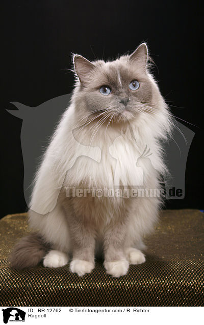 Ragdoll / Ragdoll / RR-12762