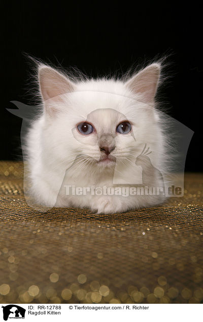 Ragdoll Kitten / RR-12788