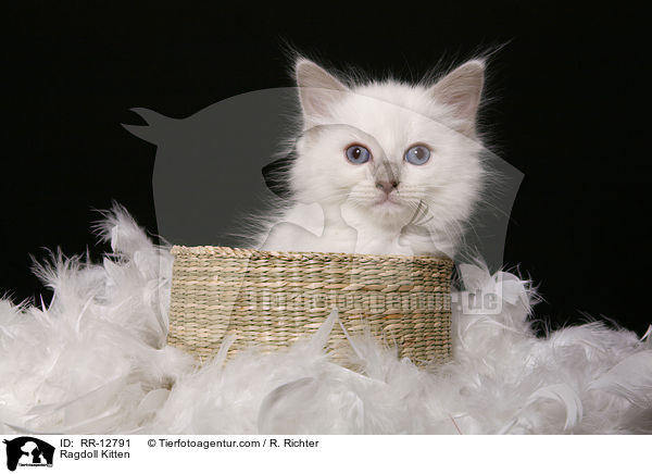 Ragdoll Kitten / RR-12791
