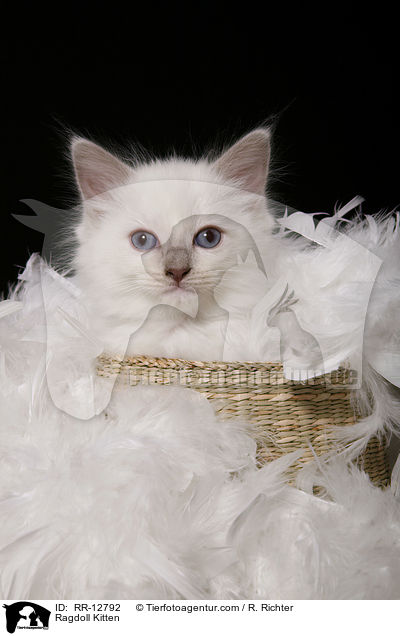 Ragdoll Ktzchen / Ragdoll Kitten / RR-12792