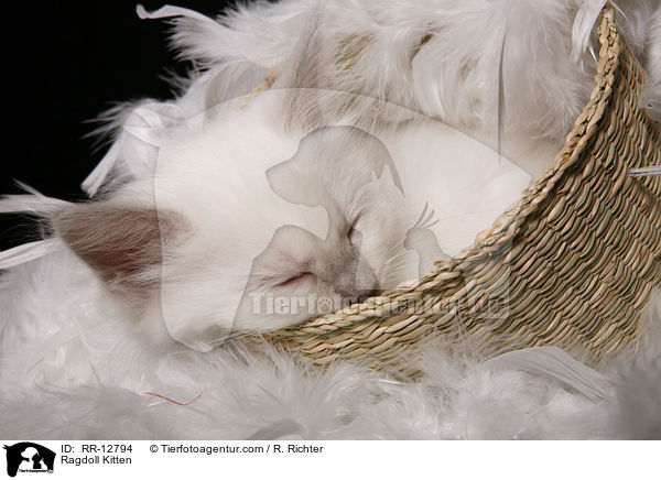 Ragdoll Kitten / RR-12794