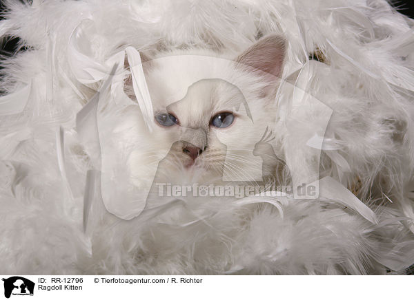 Ragdoll Kitten / RR-12796
