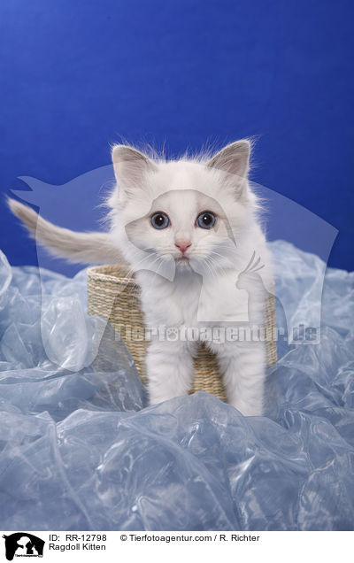 Ragdoll Kitten / RR-12798