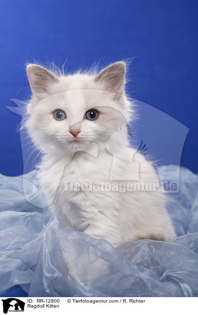 Ragdoll Kitten / RR-12800
