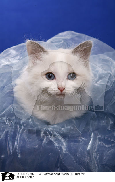 Ragdoll Kitten / RR-12803