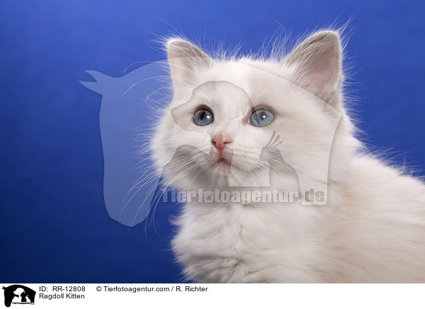 Ragdoll Kitten / RR-12808
