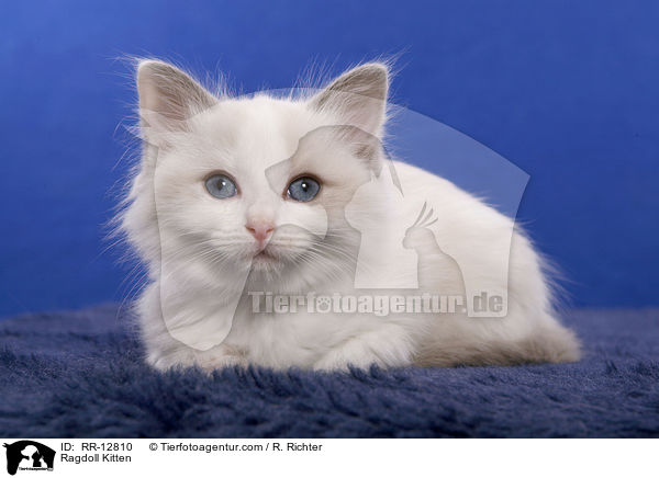 Ragdoll Kitten / RR-12810