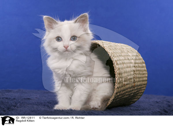Ragdoll Kitten / RR-12811