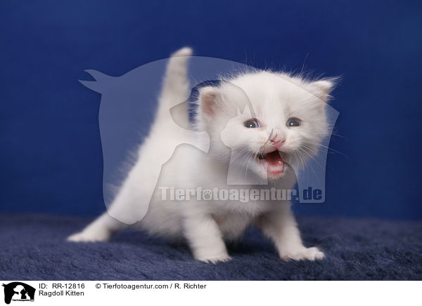 Ragdoll Ktzchen / Ragdoll Kitten / RR-12816