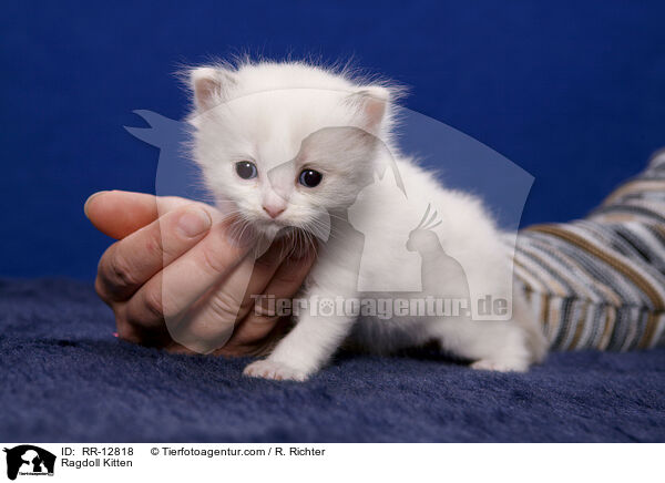 Ragdoll Ktzchen / Ragdoll Kitten / RR-12818