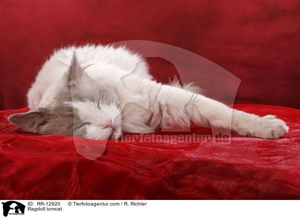 Ragdoll Kater / Ragdoll tomcat / RR-12920