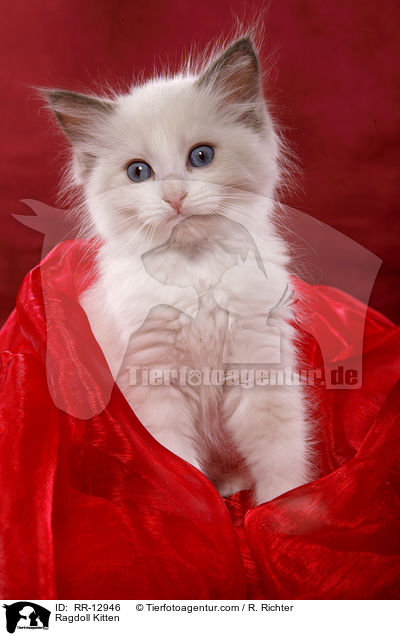 Ragdoll Kitten / RR-12946