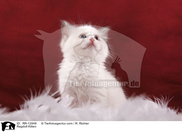 Ragdoll Kitten / RR-12948