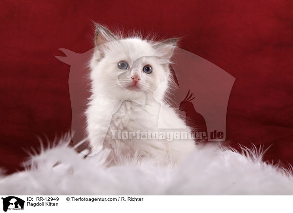 Ragdoll Kitten / RR-12949