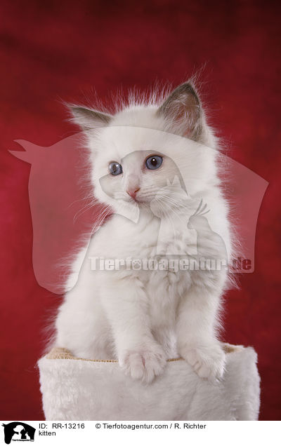 Weihnachtsktzchen / kitten / RR-13216