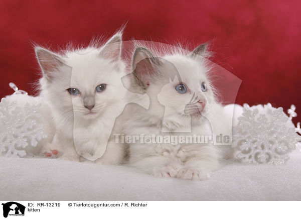 Ragdoll Ktzchen / kitten / RR-13219