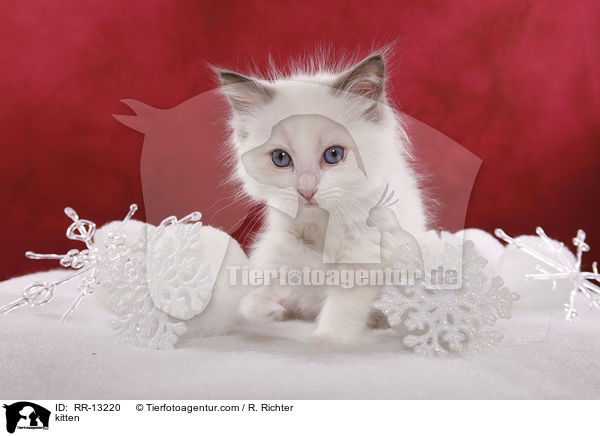 kitten / RR-13220