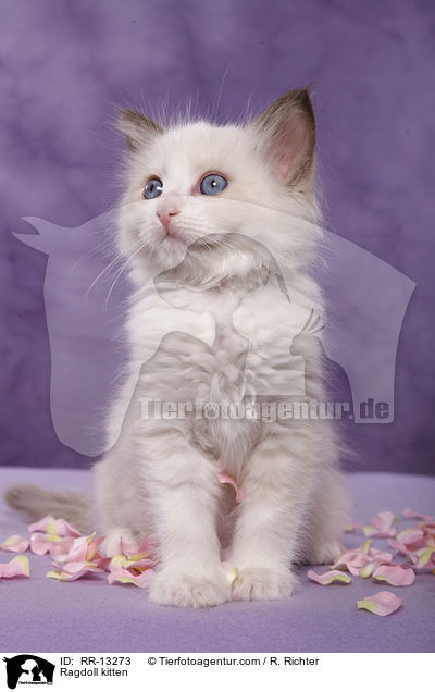Ragdoll Ktzchen / Ragdoll kitten / RR-13273