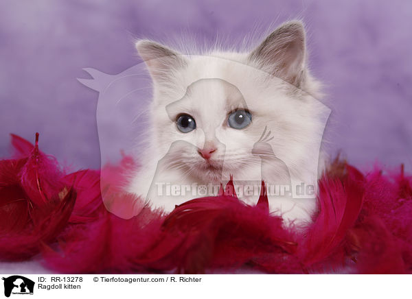 Ragdoll kitten / RR-13278