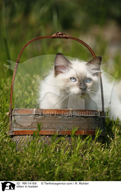 Ktzchen im Krbchen / kitten in basket / RR-14168