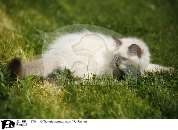 Ragdoll / Ragdoll / RR-14170
