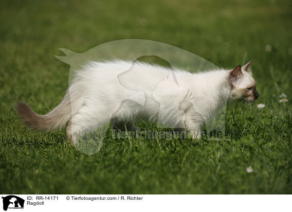 Ragdoll / RR-14171