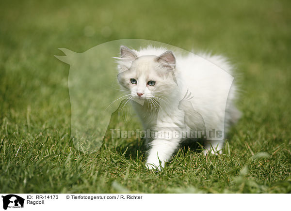 Ragdoll / RR-14173